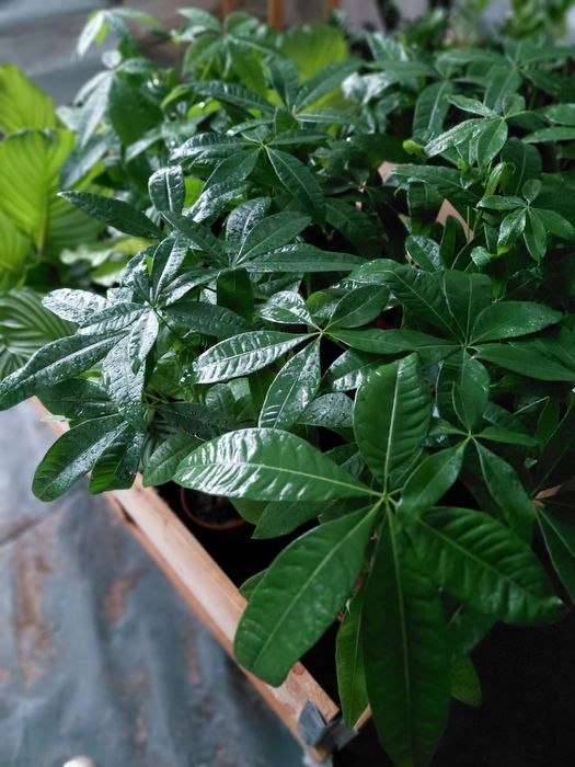 Pachira aquatica, Pachira wodna 70cm WYSYŁKA