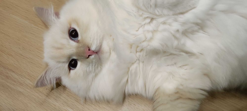 Кошенята невської маскарадної породи