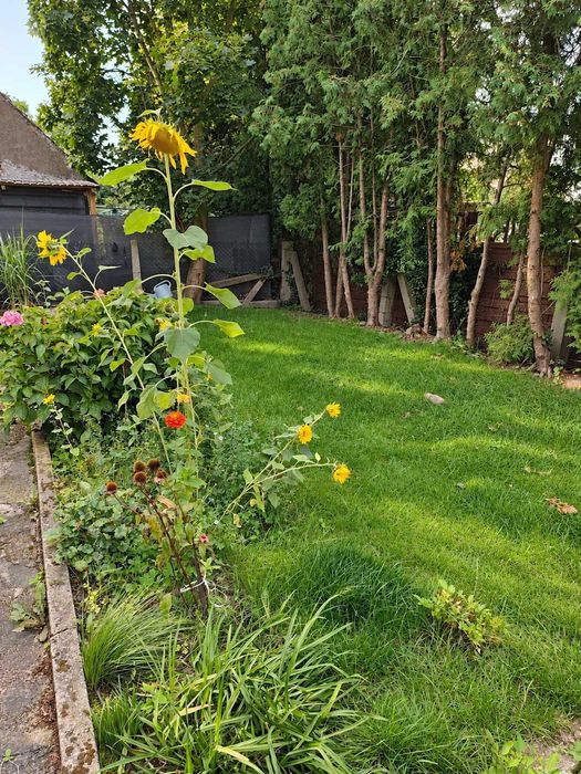 Mieszkanie 4 pokoje w kamienicy | 64,24 m² | parter | bezczynszowe
