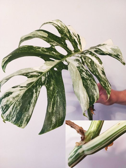 Monstera variegata wielkolistna — ukorzeniona sadzonka o doskonałej genetyce
