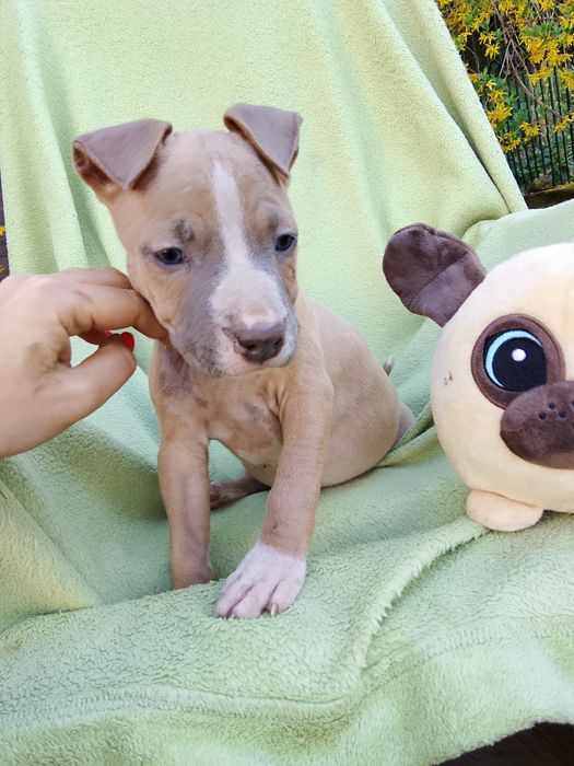 Amstaff suczka skończone 8 tyg gotowa do odbioru