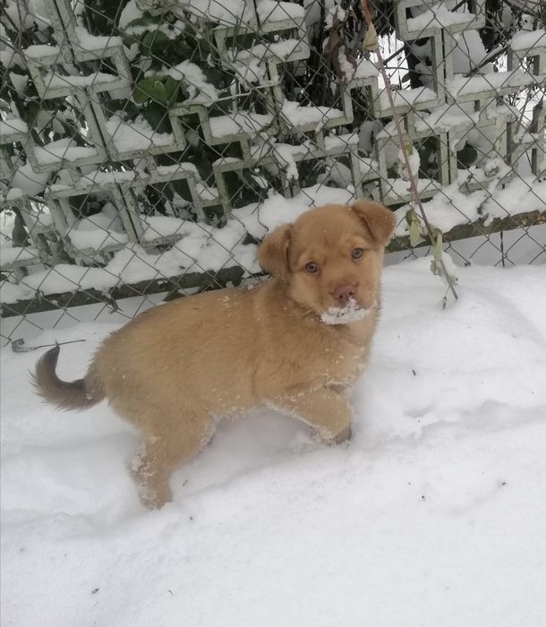 Дівчатка, метиси лабрадора.