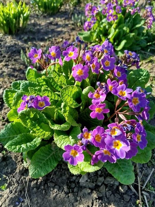 Флокс гвоздика ромашка бересклеты ирисы примулы