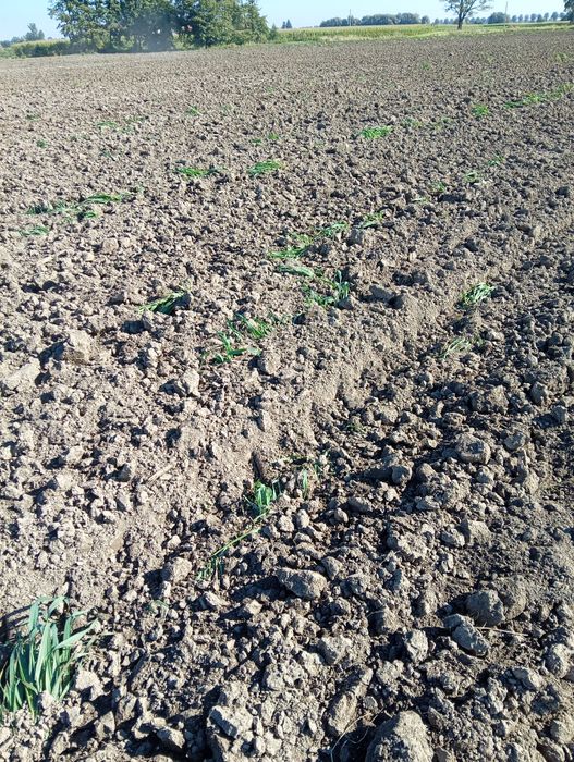 Grunt Ziemia rolna działka Piotrowice gmina Warta 3.08 ha