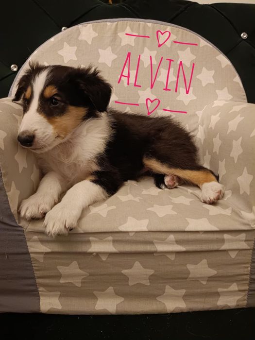 Owczarki szkockie collie