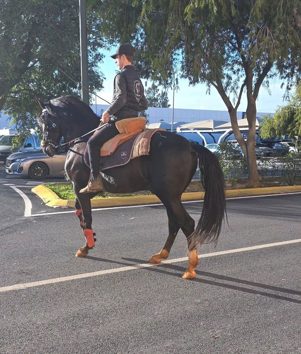 Cavalo negro cruzado de lusitano