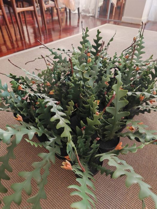 Plantas artificail em vaso, epifilium