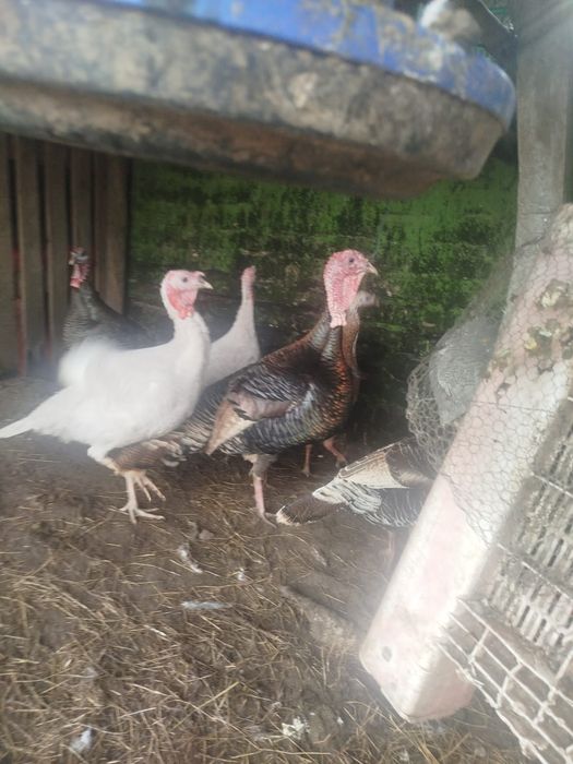 Galos e perú Caseiros