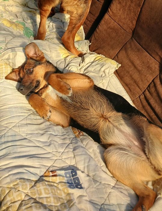 Nela- szczeniak z Sobolewa pies suczka