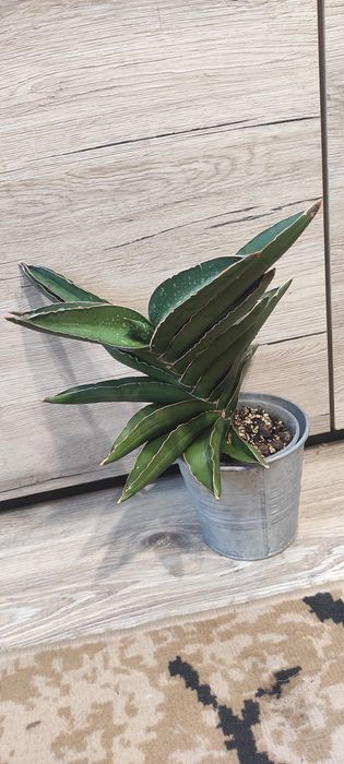 Sanseveria samurai XXL