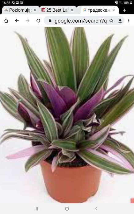 Продаётся традесканция разноцветная