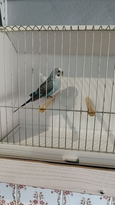 Periquito asas negras azul