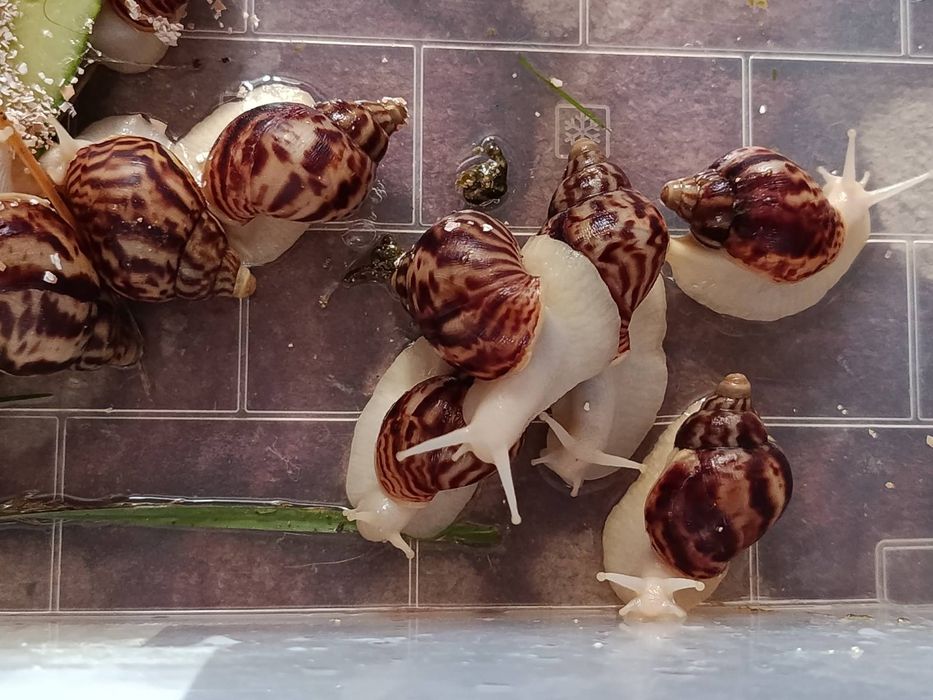 Улітки Ахатіни продам