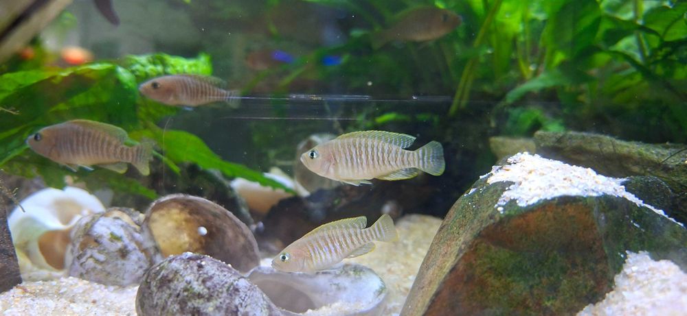 Lamprologus multifasciatus conchicola lago tanganika