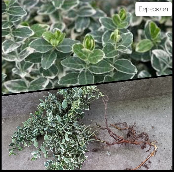 Бересклет, книфофия, ландыш, подснежник, традесканция. Тарелки глубоки