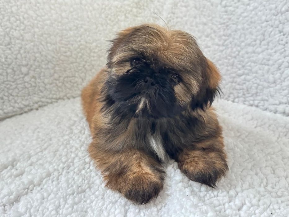 Sunia shih-tzu gotowa do odbioru.