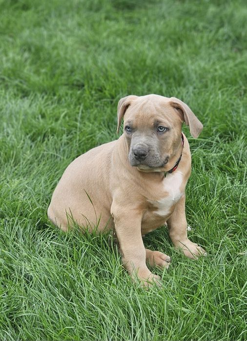 Piękny pies american bully xl