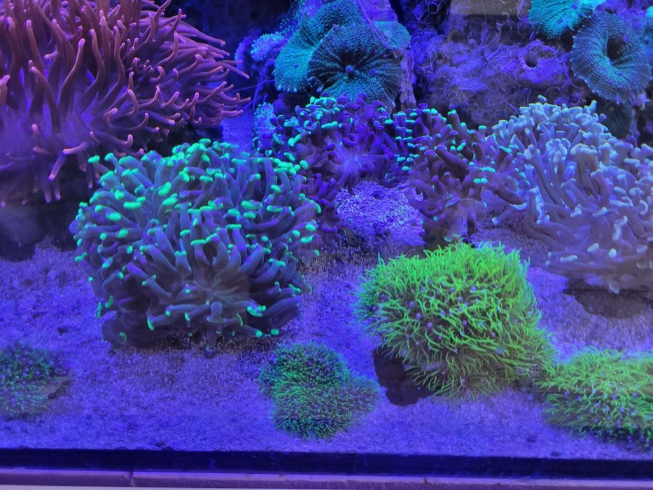 Koralowiec Pachyclavularia ultra fluo trawa morska fluorescencyjna