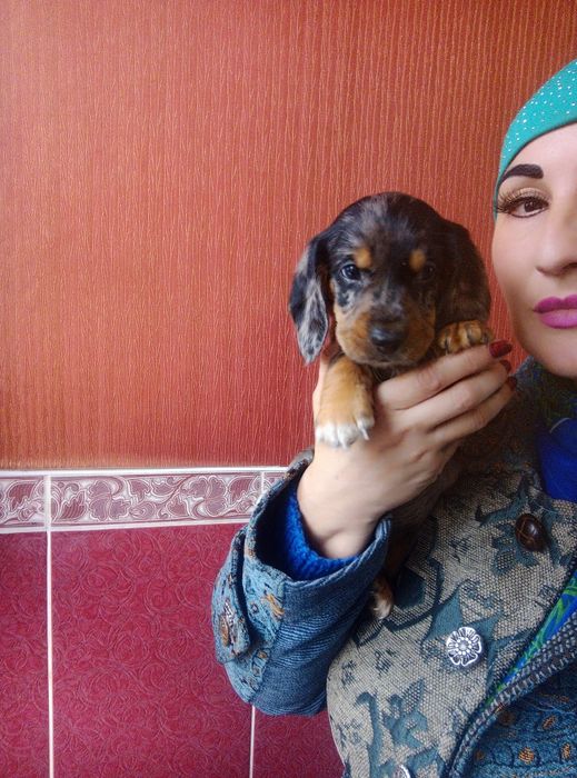 Полудовгошерстний хлопчик мерле