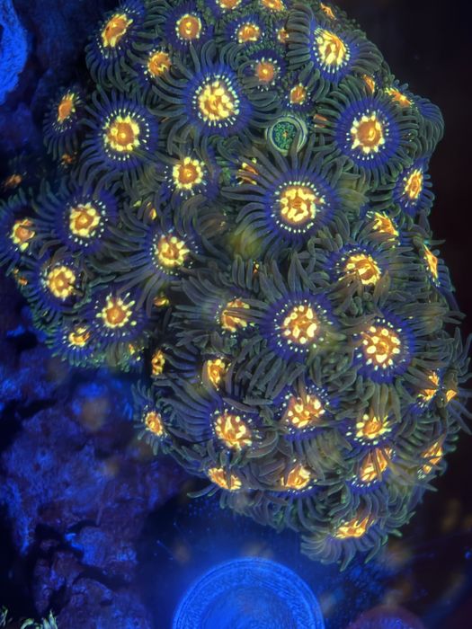 Vendo zoanthus stargazer