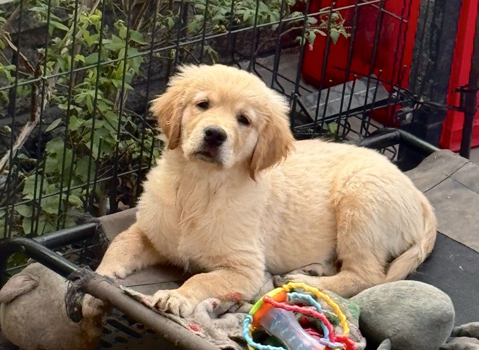 Golden retriver FCI ZKWP samiec pies