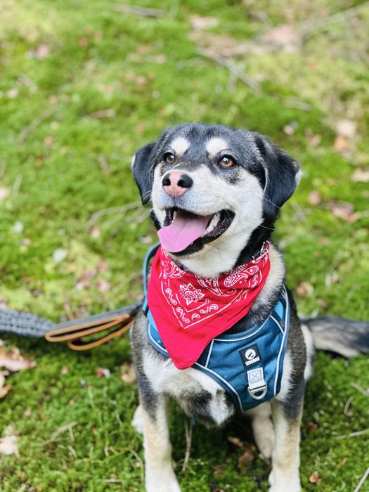 Aktywna Frytka szuka domku