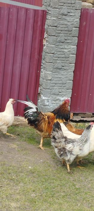 Продам сім'ю домашніх курей на розведення