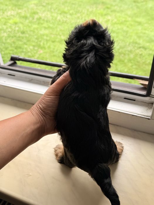 Mały york black tan
