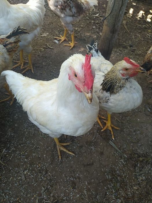 Frangos  do campo caseiros ar livre