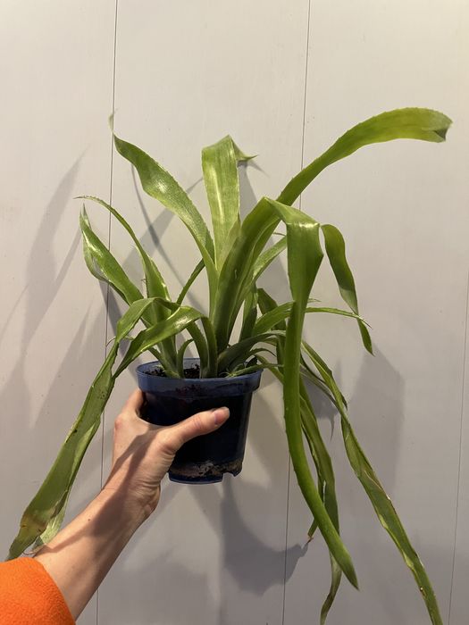 Бильбергия ( розовая)