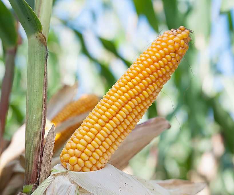 Kukurydza Lokata 50tyś nasion FAO 220 materiał siewny kwalifikowany