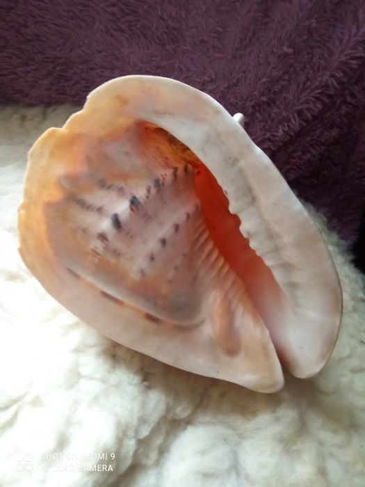 Раковины морские