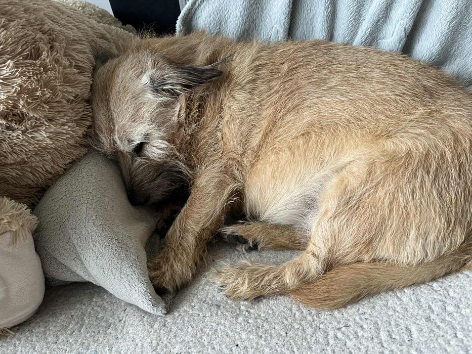 Uwaga! Zaginął pies!