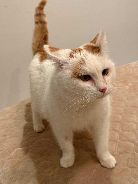 ніжний кіт,дуже лагідний котусик ,молодий котик