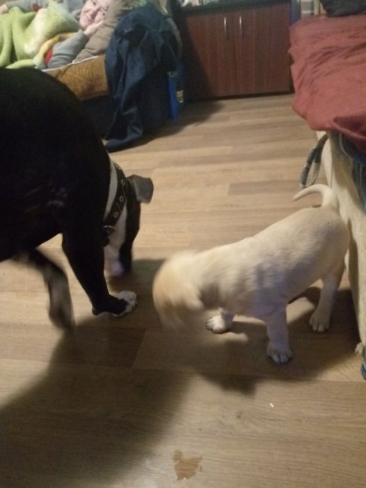 Продам щенят пітбуля