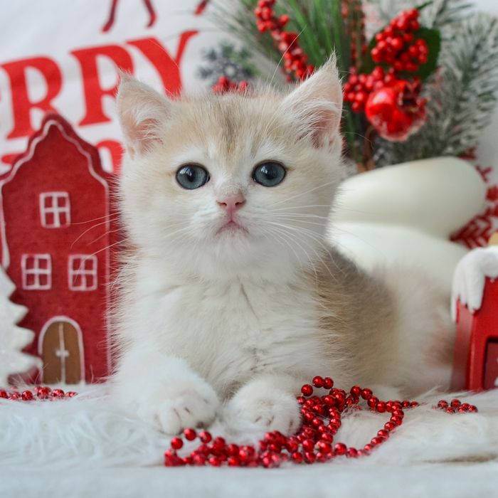 Киів. Британський хлопчик Ніко