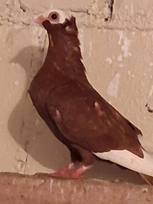 Koroniarz końcaty samiczka 2025