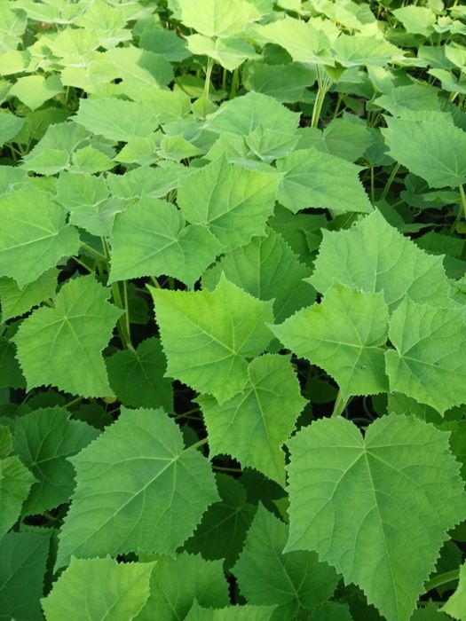 Paulownia Elongata e SHAN TONG