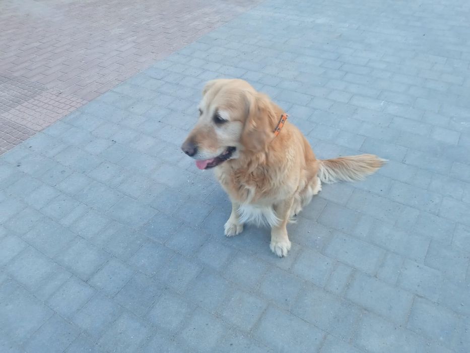 Golden Retriever