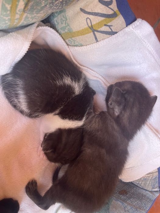 Dou gatinhos bebés que nascem no final de julho