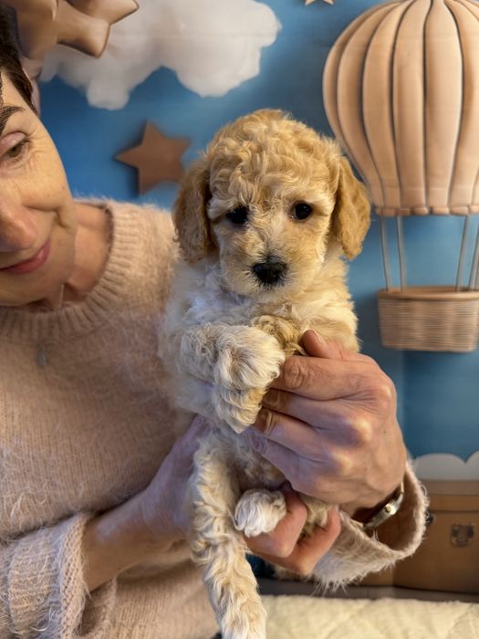 Bichpoo-poochon maltipoo