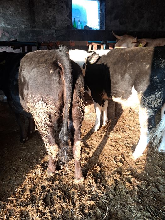 Witam sprzedam 2 jalowki