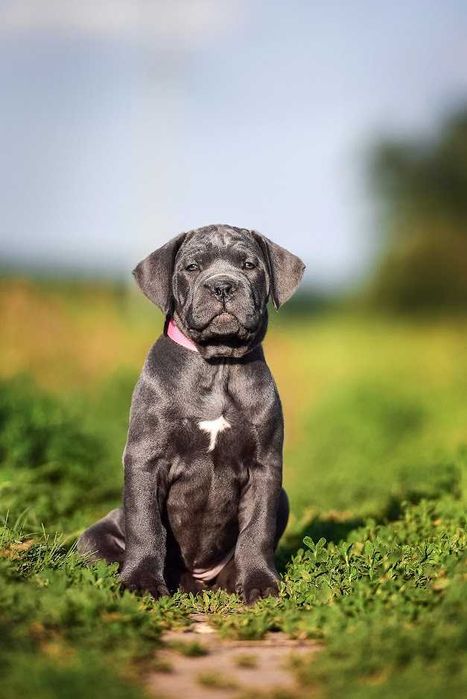 Породнi мiцнi Кане Корсо