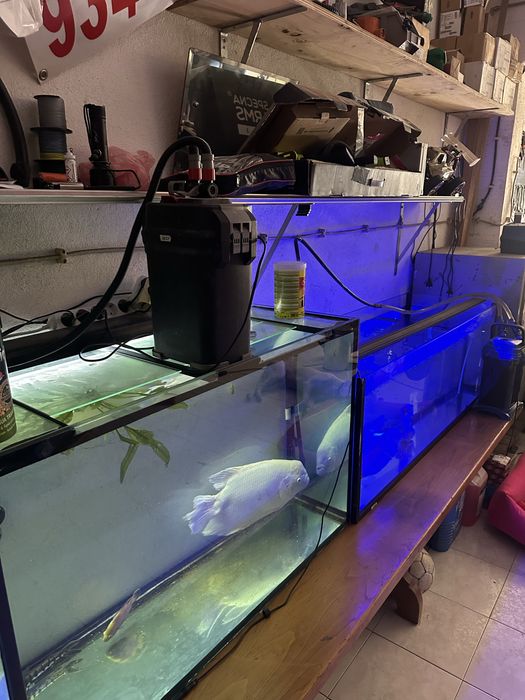 Aquário / Aquarios  grandes / terrario