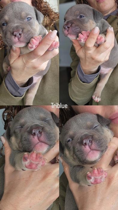 American Bully Pocket