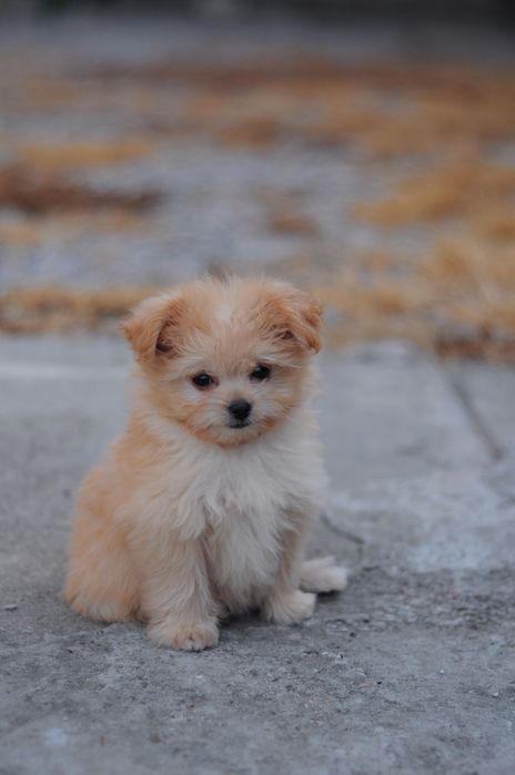 Шикарная мини девочка Мальтипу, Maltipoo F1