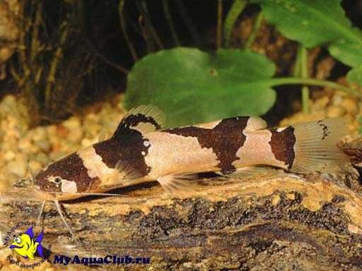 Microglanis iheringi Arlekinek wenezuelski tarlaki