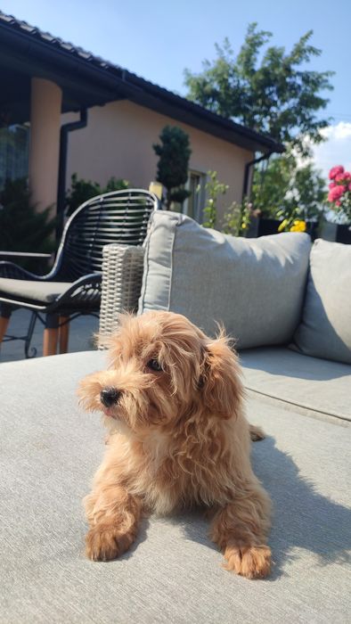 Maltipoo, Maltańczyk z Pudlem suczka samica mini  Częstochowa