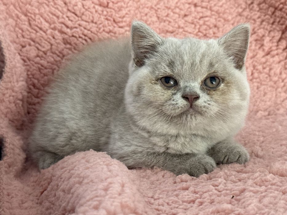 Gatinha  british shorthair
