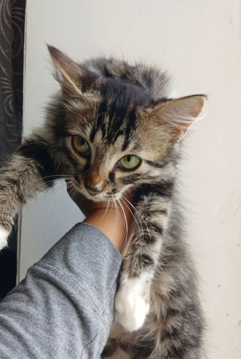 котята ищут дом. котенок в поисках семьи